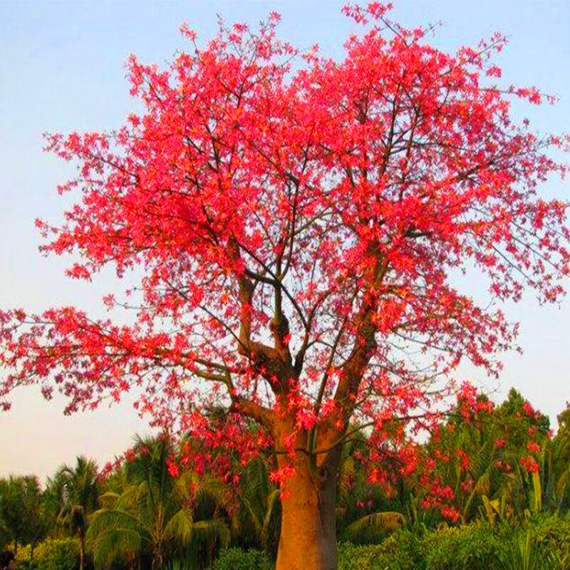 京佳乐木棉花树苗 木棉花苗英雄树 棉盆栽地栽庭院别墅道路绿化大树 3