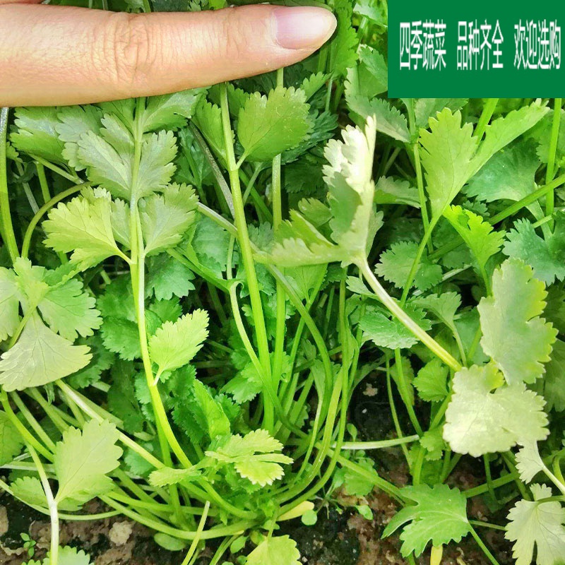盆栽高产老品种大小叶芫荽香菜蔬菜籽 澳洲大叶香菜【约1000粒原装】