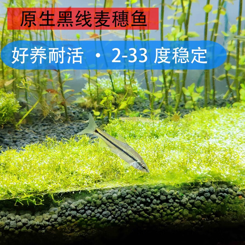原生麦穗鱼苗饵料鱼乌龟活食金银龙活鱼鳄龟小鱼饲料鱼群游冷水鱼 精选5-8厘米成体鱼43条包活40条