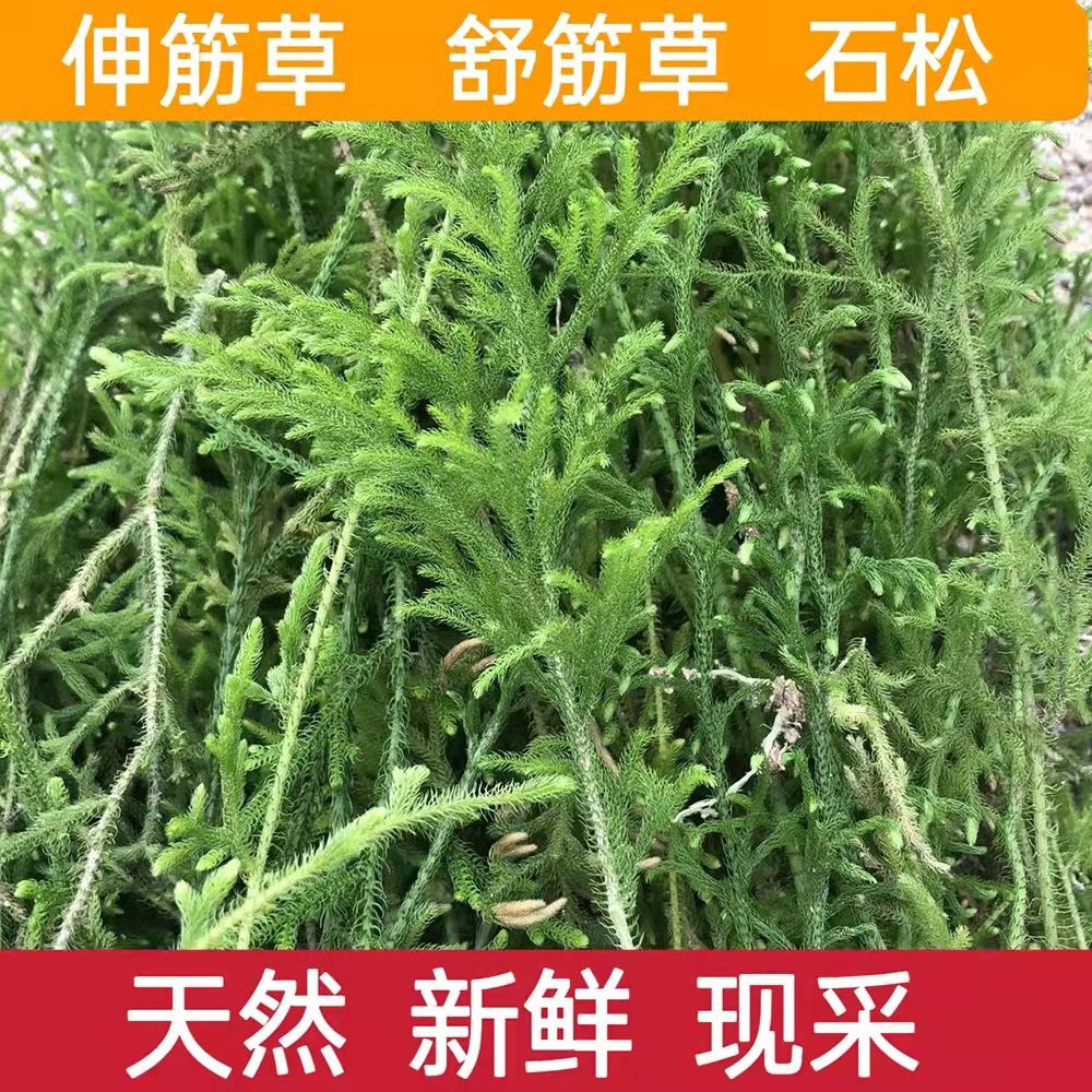 新鲜伸筋草 石松 立筋草 舒筋草 抽筋草材天然500g 绿色500g新鲜现釆