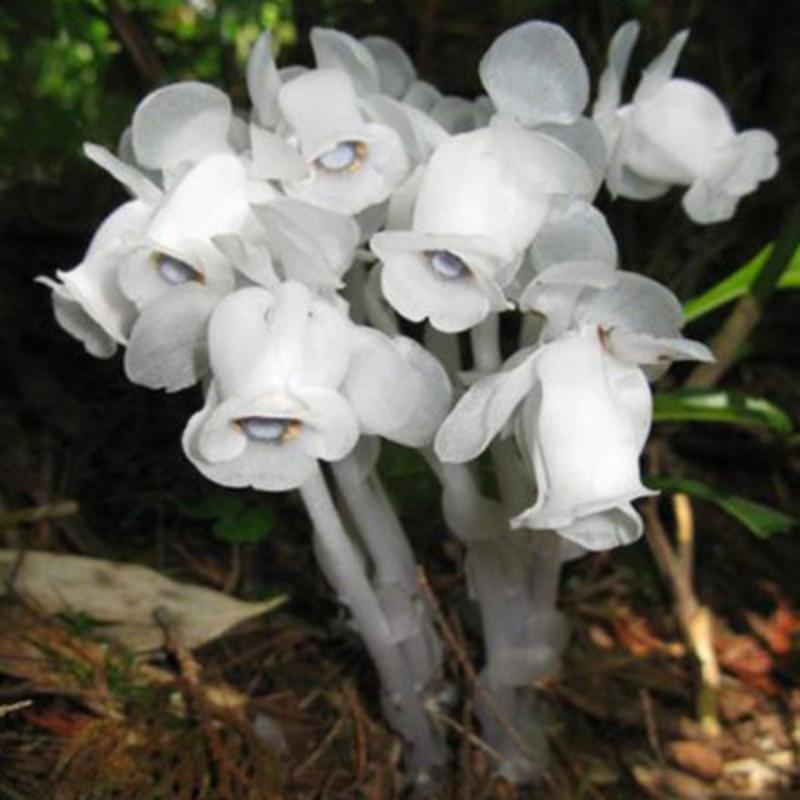 种子 奇特兰花 阳台盆栽植物 水晶兰种子+土+盆+生根粉