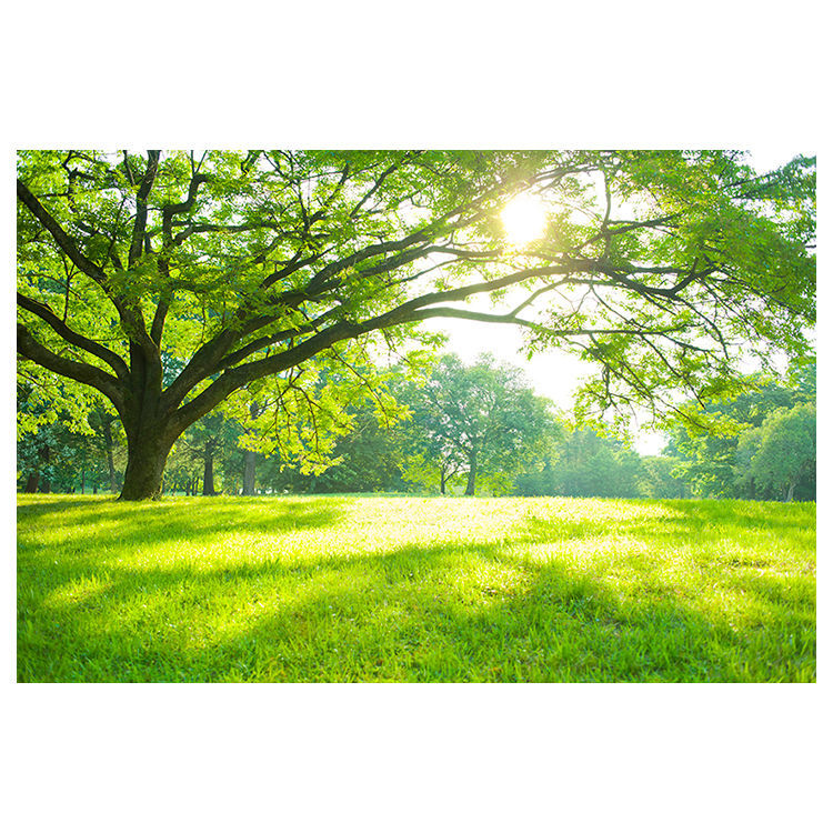 千奇梦阳光树林绿色草地客厅卧室装饰画护眼公园树木大树墙贴风景壁画