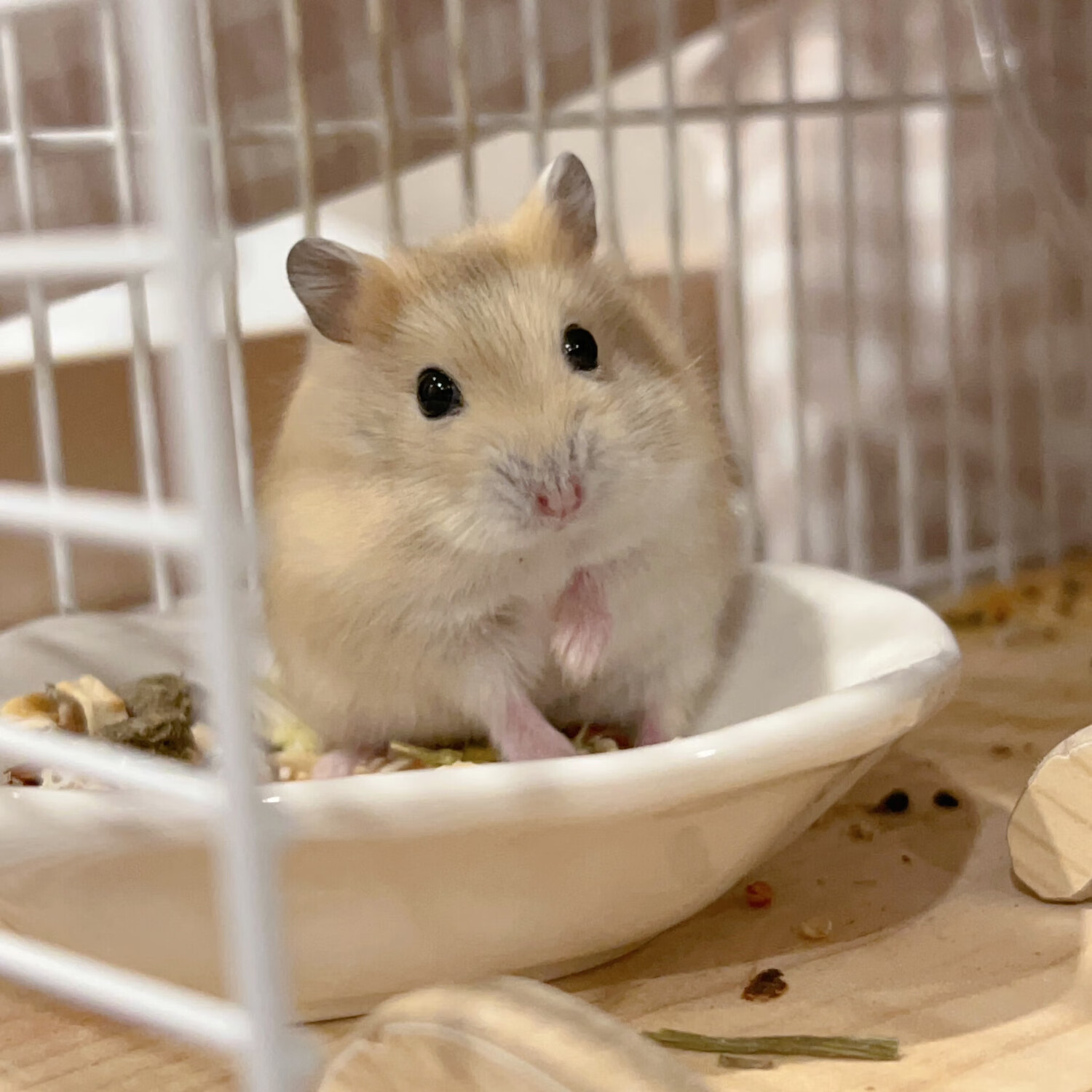 小仓鼠活体已打疫苗送笼子金丝熊银狐布丁紫仓奶茶公婆奶牛熊活体