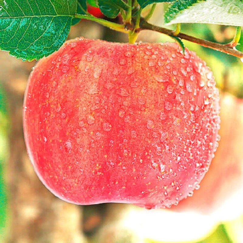 洛川红富士苹果脆甜多汁条纹平安果新鲜水果 严选5斤中果