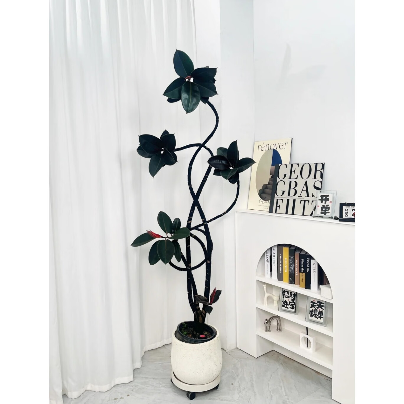 黑金刚老桩造型橡皮树室内客厅办公室大型落地四季好养耐阴盆栽 包黑