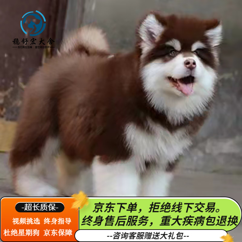 查看狗狗活体历史价格的App|狗狗活体价格比较