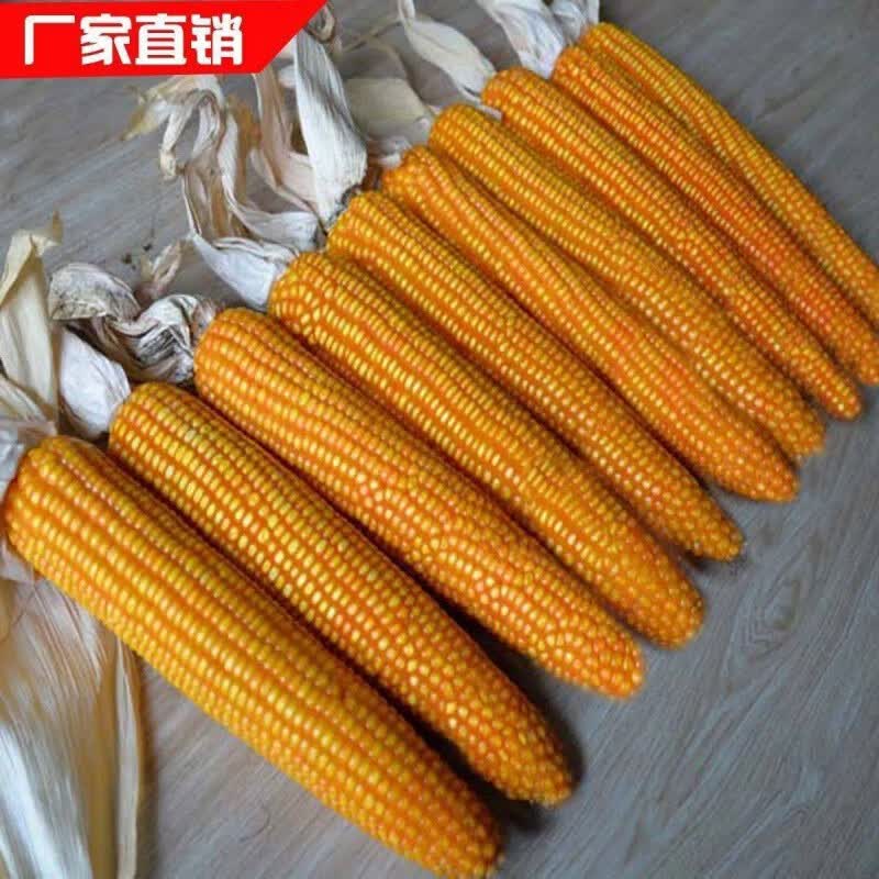 麦基乐农大778玉米种子农大778 抗倒矮杆玉米丰产玉米种子大田春夏播