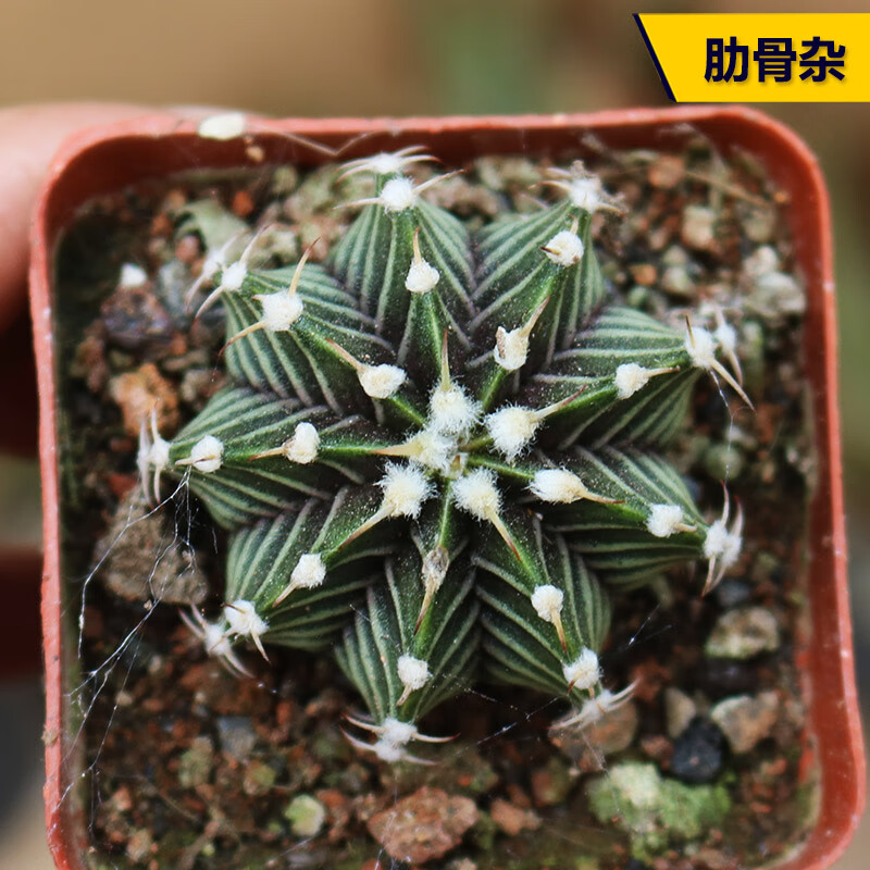 實(shí)生仙人球合集星兜組合套餐鸞鳳玉多肉植物仙人掌盆栽開花 肋骨牡丹雜3-4cm實(shí)生 裸根不帶土