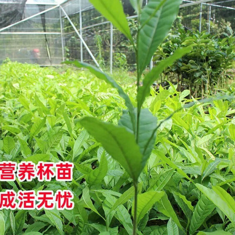黄晶果树苗黄金果苗黄晶果苗水果四季可栽阳台庭院盆栽 黄晶果1棵25