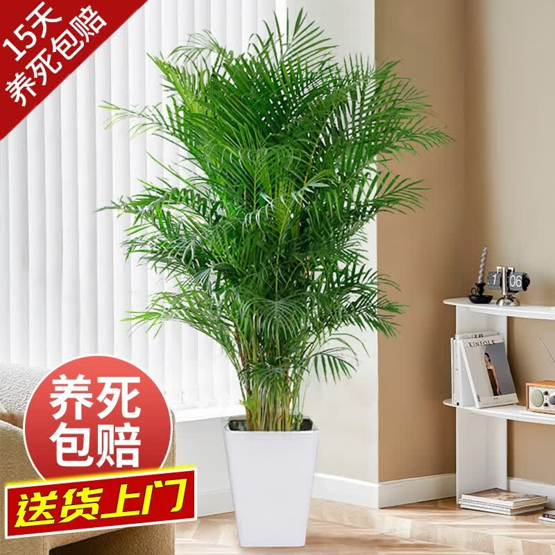 开时果 送货上门 散尾葵盆栽大型绿植吸甲醛植物富贵椰子办公室开业盆景 1.45米左右（梯形树脂盆）使用感如何?