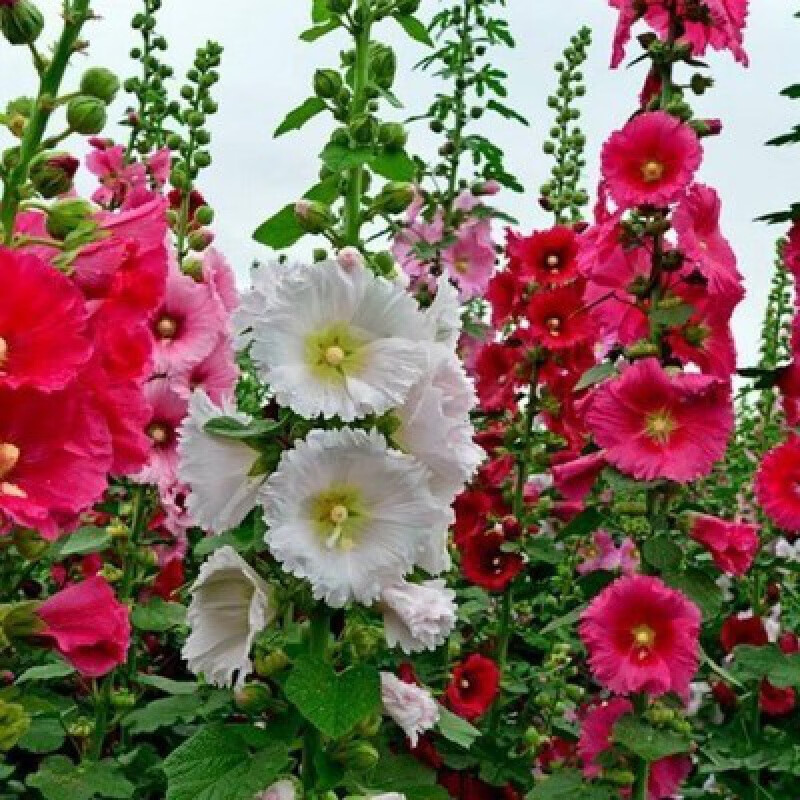 独步寻花重瓣蜀葵花种子籽子四季开花室外花籽易活花