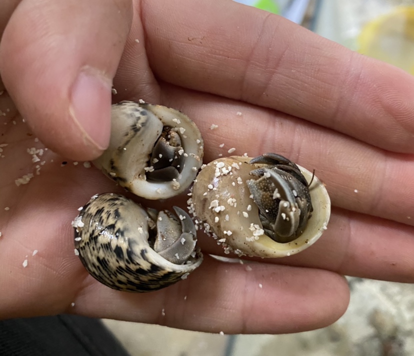 森悠(saryor)陆生易养寄居蟹短腕淡水观赏蟹活体物桌面懒人小螃蟹宠物