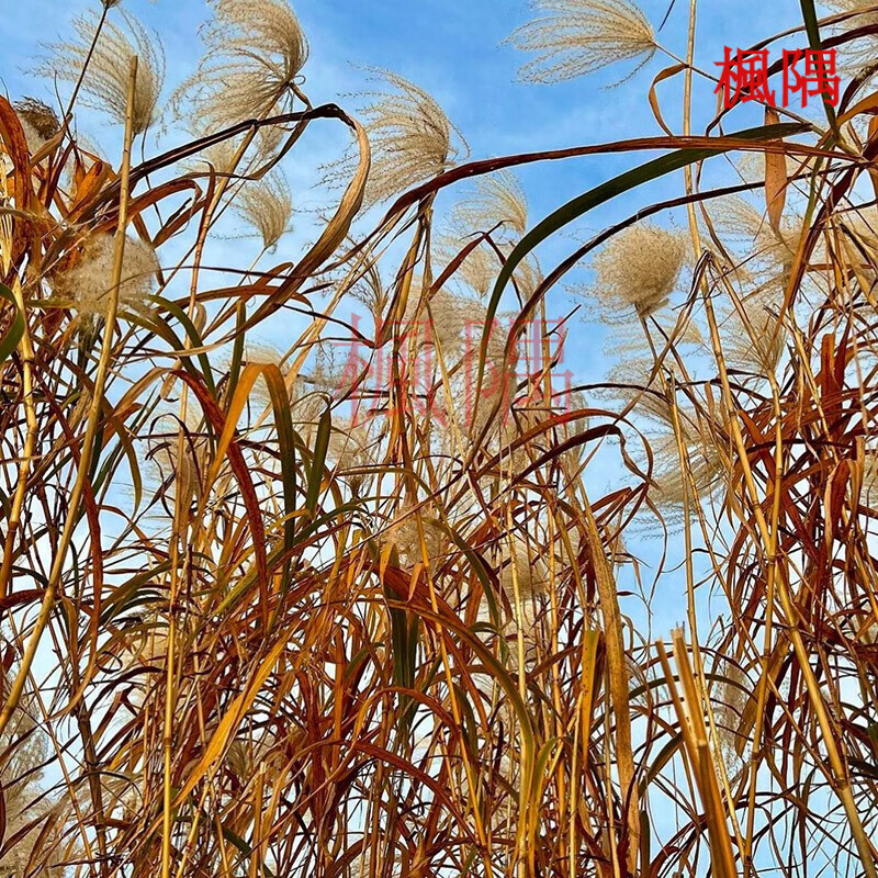 楓隅芦苇种子水生养虾鱼净化水质池塘水塘植物春播种籽 芦苇种子一斤
