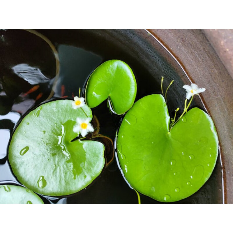 一叶莲水培植物鱼缸水草碗莲带花苞水养生水质茶几四季开花 3片大小
