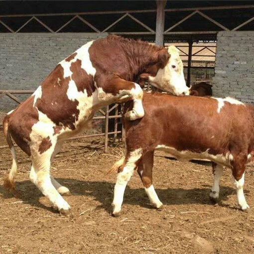 纯种西门塔尔牛犊活体小牛犊纯种西门塔尔小牛犊子养殖肉牛犊活牛