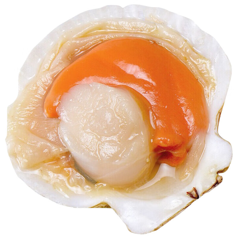 只只红鲜活冷冻半壳大扇贝超大扇贝肉柱生鲜贝类海鲜 10只装