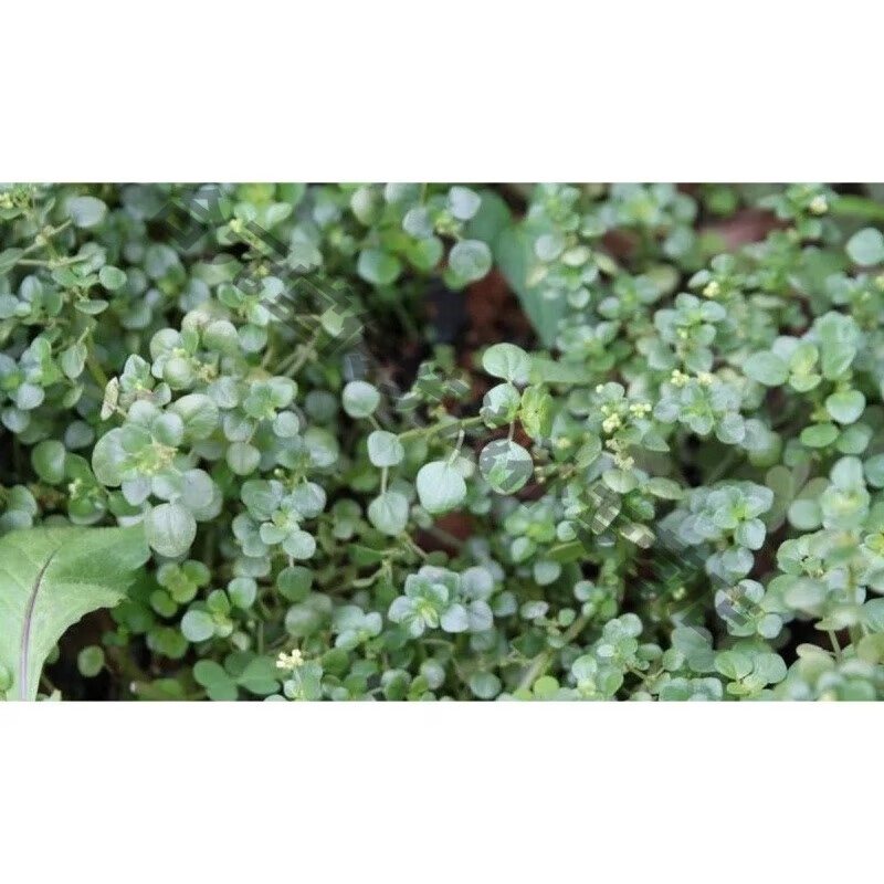 吾家余堂石油菜500克中药材石花菜疳积草石觅菜肥猪菜打不死1斤线 500