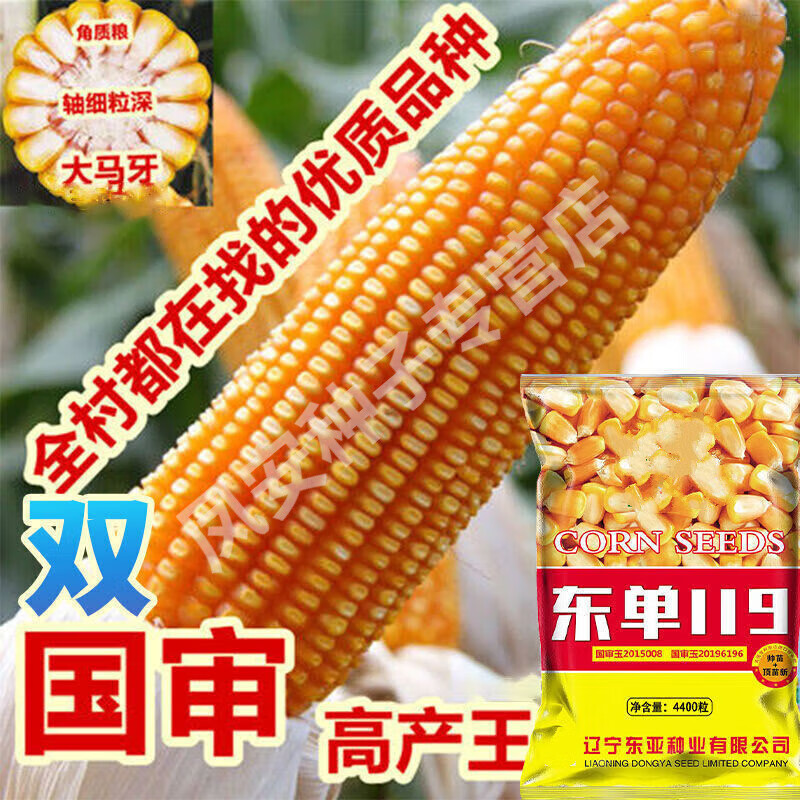 东单119矮杆双胞胎玉米种子大全新双国审双棒大棒苞米南北方