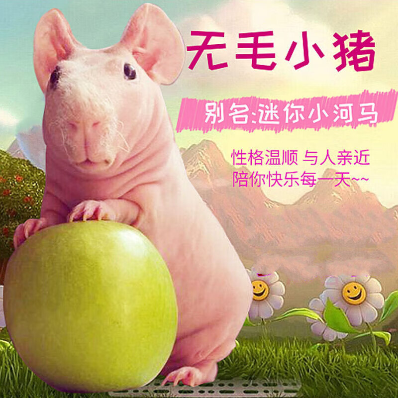 旺园兴网红迷你小河马可爱无毛豚鼠无毛猪易上手随机一只 网红迷你小
