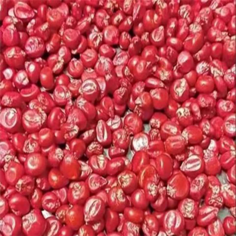 正大808高产春夏播种杂交玉米种大棒早熟粮饲兼用粒深玉米种子 808