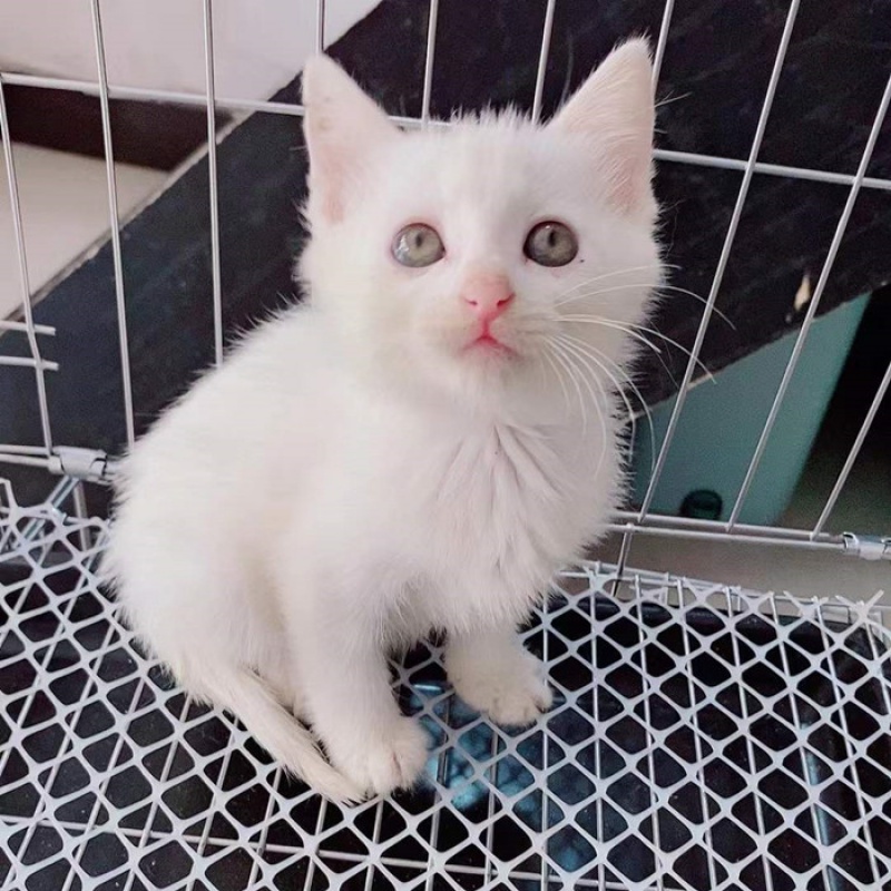 梨猫,幼猫,家养小猫咪黑猫白猫中华田园猫小咪猫活物 唯美纯洁-白猫