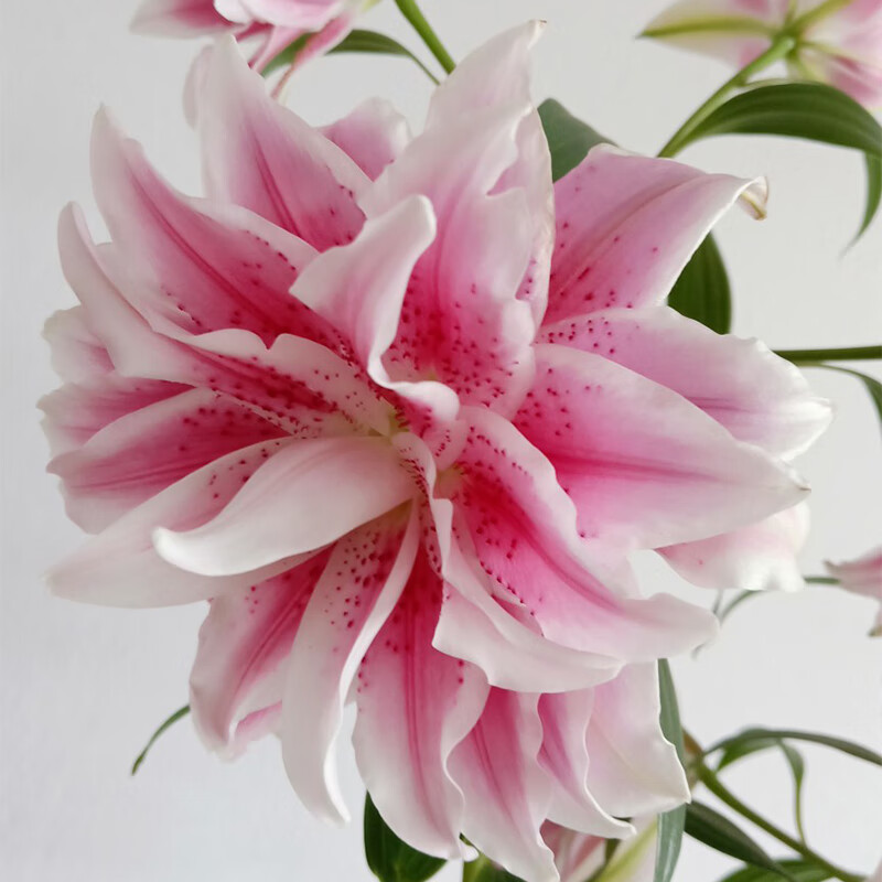 进口东方百合种球 伊莎贝拉 roselily isabella 盆栽地栽重瓣花种