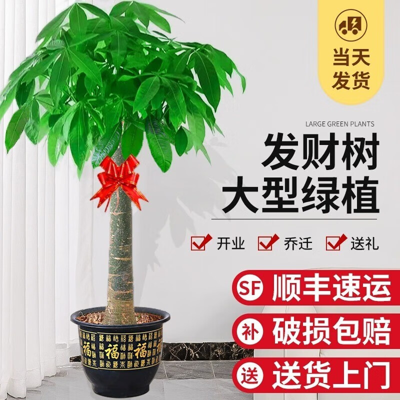 临雅发财树盆栽大型绿植物办公室内客厅摆件大棵步步高招财树乔迁开业 独杆发财树0.9-1.0米 【福字盆】怎么看?