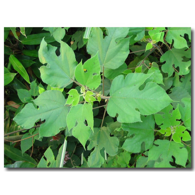 构树小苗构树苗 饲养构树叶南北方种植 防滑树古浆树 6厘米粗 50cm(含