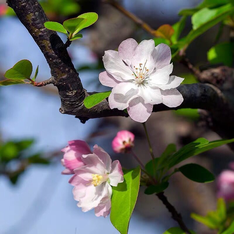 海棠花盆栽老桩室内外好养盆景树桩植物四季开花重瓣 醉西施海棠