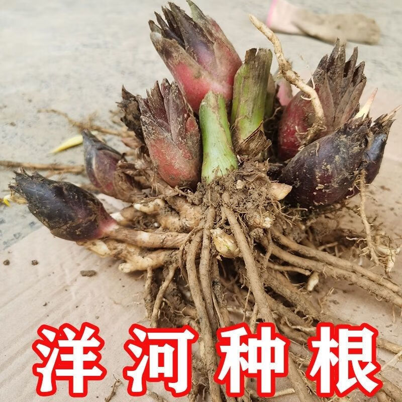 阳荷姜种苗阳荷姜种根洋荷姜种苗洋河种苗阳荷种阳荷种苗 洋河种根1斤