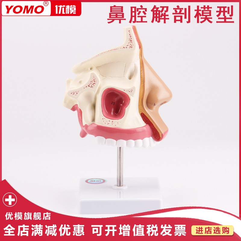 优模 鼻腔解剖模型 耳鼻喉科模型 外鼻 鼻腔 鼻副窦 鼻结构模型 鼻腔