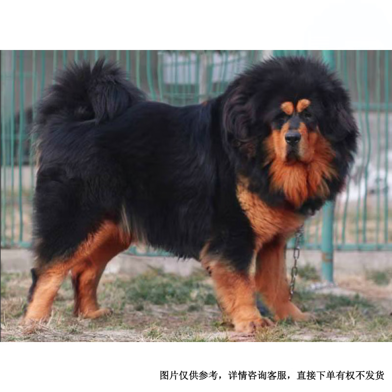 旺园兴藏獒纯种幼犬出售巨型护卫狮王铁包金雪獒鬼獒看家护卫狗狗 宠物级 公