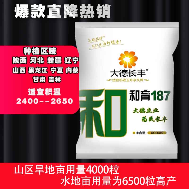 中早熟先正达和玉187玉米种子抗性强适合新疆规模密植矮杆红轴