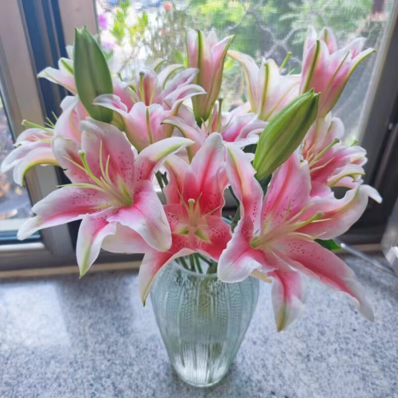 【顺丰冷链】精品a级索尔邦 晚霞香水粉百合鲜花云南昆明基地直发