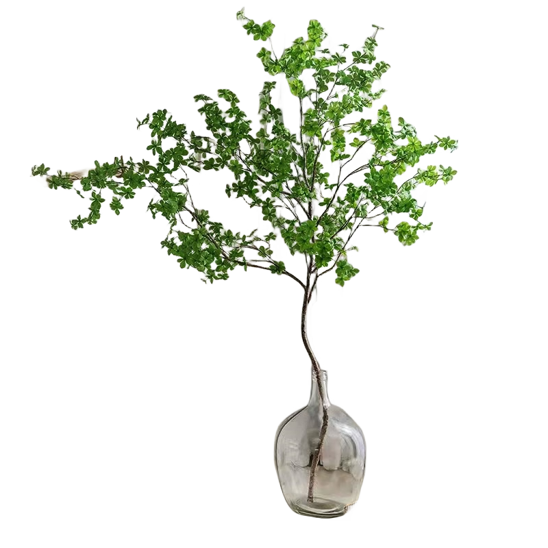 臨雅馬醉木水培植物鮮切枝條盆栽活樹室內(nèi)小綠植日本吊鐘樹苗客廳水培 兩支裝【50cm-60cm左右】