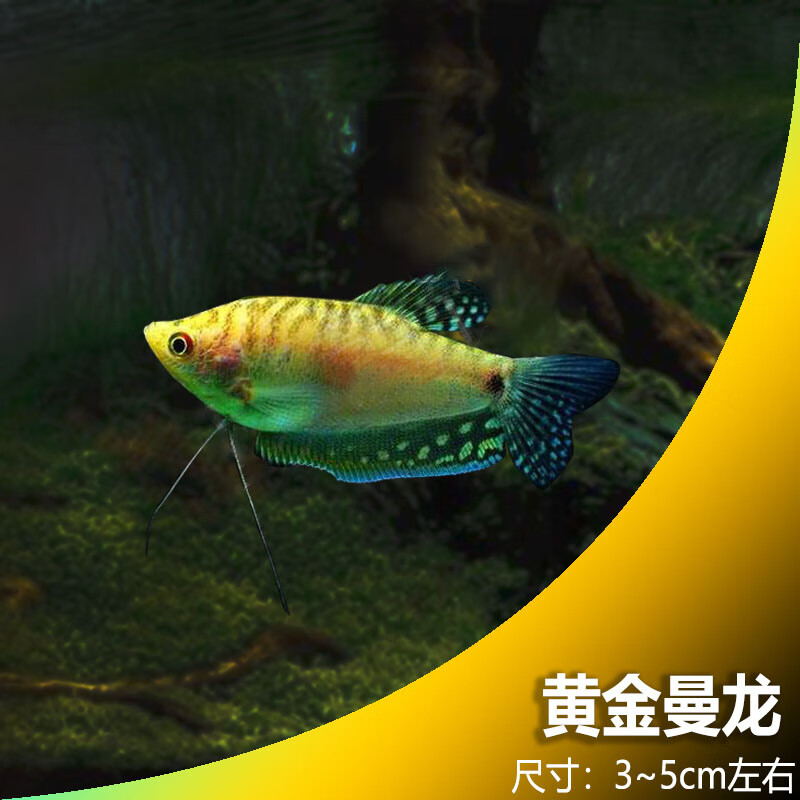 森悠(saryor)观赏鱼曼龙活体鱼血红丽丽鱼淡水鱼小型热带鱼 5cm黄金