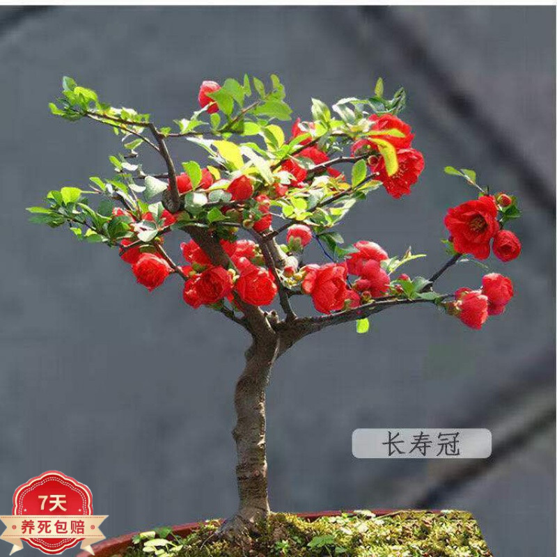 长寿冠海棠盆栽带花苞重瓣耐寒阳台花卉室内盆景绿植老桩d7 三年长寿