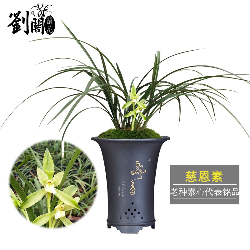 劉閣蘭花兰花苗老种素心 慈恩素 冬带花苞出售室内外阳台花卉好养盆栽