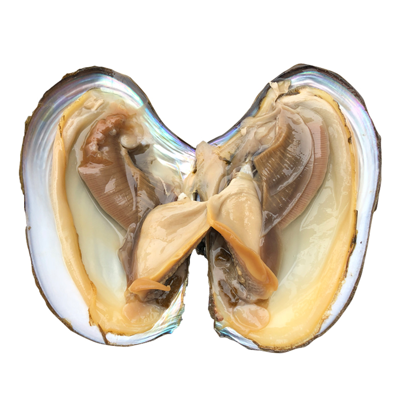 品鲜肴淡水湖鲜河鲜新鲜河蚌肉 渔民野外捕抓 鲜活现杀蚌肉去壳净肉