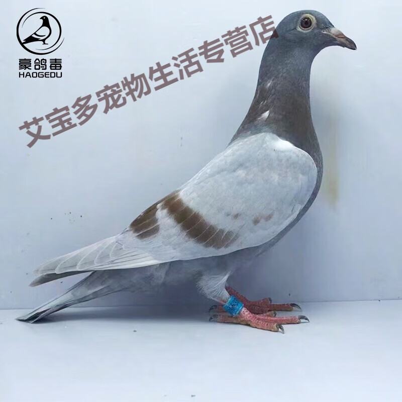 原配信鸽赛鸽台鸽观赏鸽小鸽种鸽活物鸽子苗幼鸽包活体 詹森红狐幼鸽