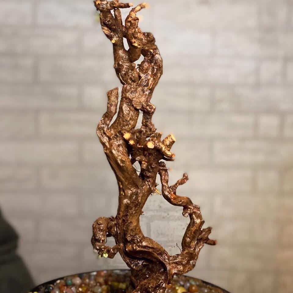 羊蹄甲金丝红木老桩花卉绿植盆景盆栽庭院四季常青舍利碳化镂空麦桑荷