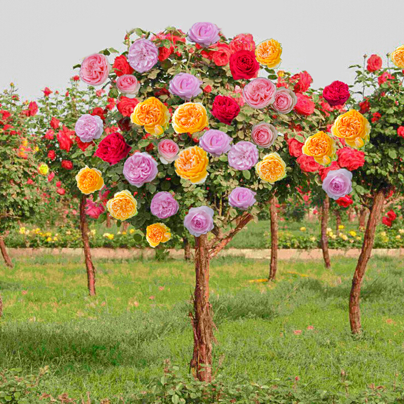 多色花卉老桩月季大花树不含 3厘米粗木香嫁接 【品种留言联系客服】