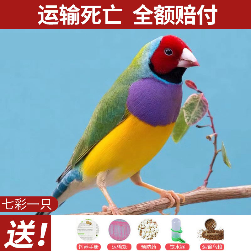 活体小型宠物鸟观赏鸟珍珠鸟活物灰白活体送鸟粮 七彩一只(绿背紫胸)