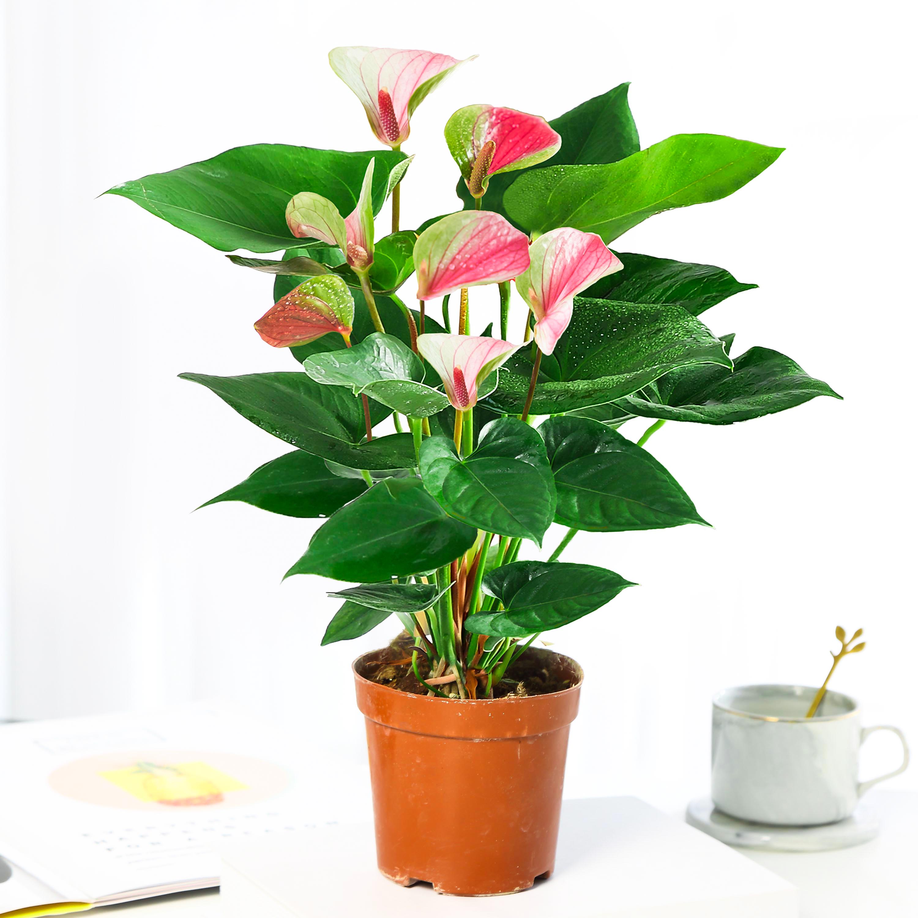 风顺花卉植物室内好养绿植四季开花 梦幻彩掌2-3棵【简易盆 营养液