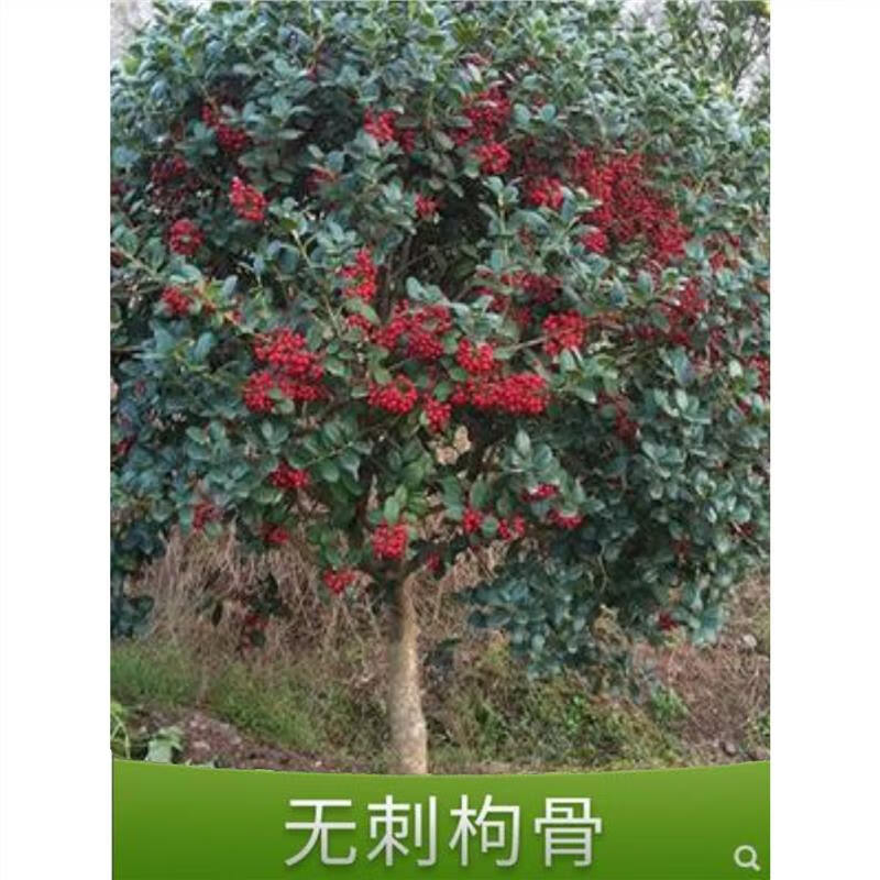 枫麦萱无刺枸骨树苗工程庭院绿化苗金玉满堂球鸿运果树四季常青树苗耐寒 丛生冠幅80公分左右 不含盆