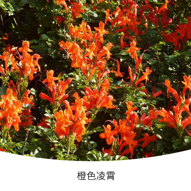花苗卉盆栽落叶爬墙藤蔓阳台庭院室外多年生 橙色凌霄150#盆栽苗2盆装