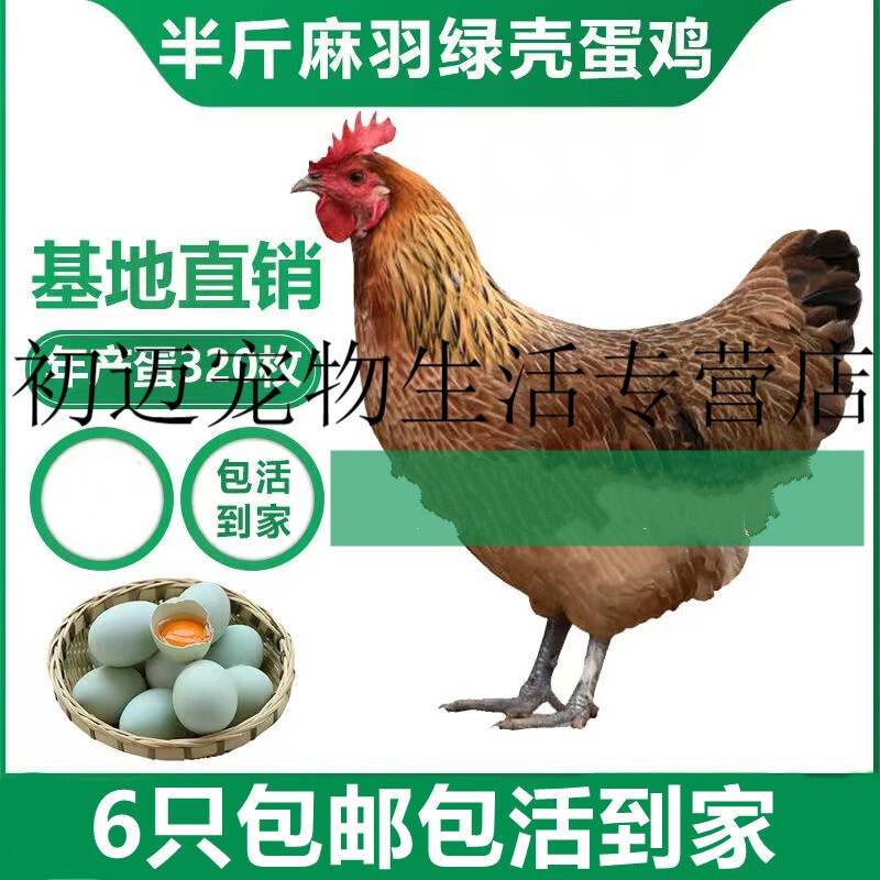 高产蛋鸡有哪些品种高产蛋鸡图片