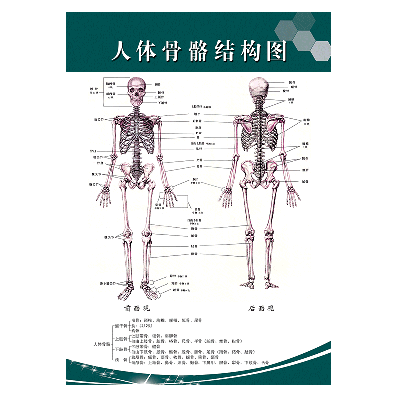 医院科室挂图宣传画海报挂画人体骨骼结构图示意图贴画wsa24 覆膜防水