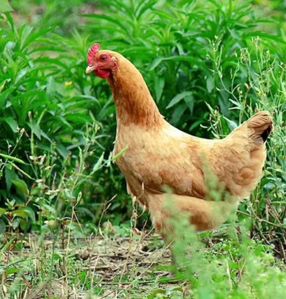 4斤苏禽土鸡黄羽绿壳蛋鸡成年鸡下蛋鸡生蛋鸡活鸡黄毛鸡散养 4斤左右