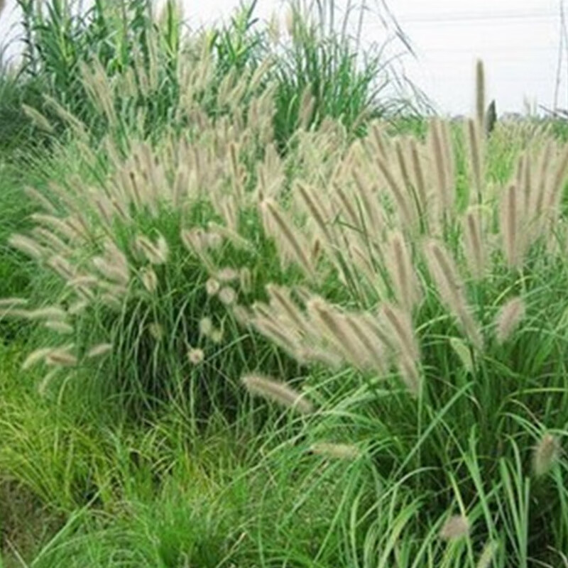 花草林木类历史价格查询网站|花草林木类价格走势图